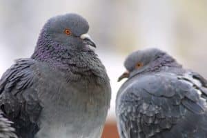 מרחוק יונים